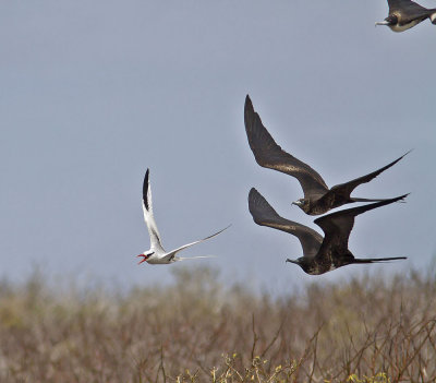 Red-billed Tropicbird