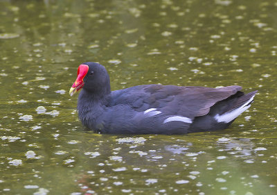 Moorhen