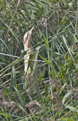 Bittern Myre Loch 11th September 2005  