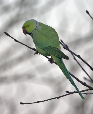 Ring-necked Parakeet (male)