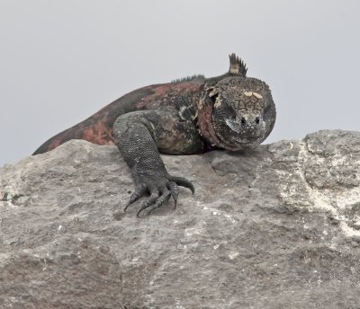Marine Iguana