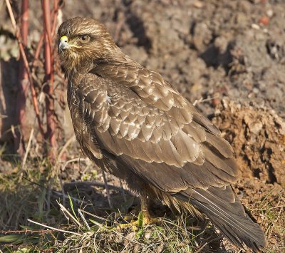 Buzzard