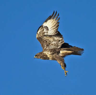 Buzzard