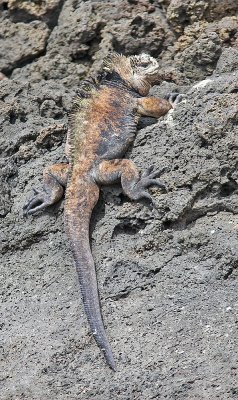 Marine Iguana