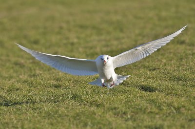 Mediterranean Gull
