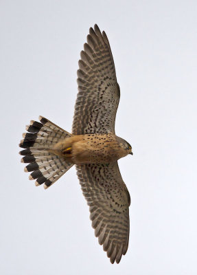 Kestrel