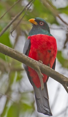 Ecuadorian Trogon