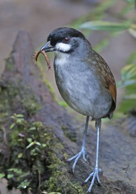 Jocotoco  Antpitta