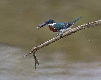 Green Kingfisher