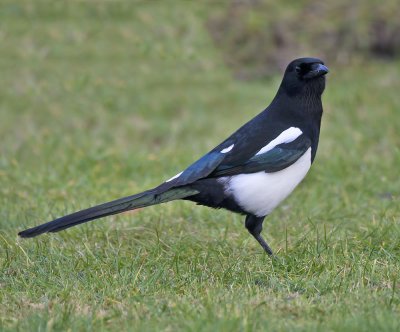 Magpie