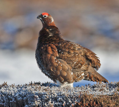 Red Grouse (male)