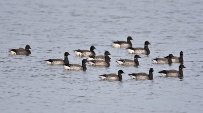 13 Pale and 1 Dark-bellied Brent