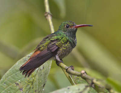 Rufous-tailed Hummingbird