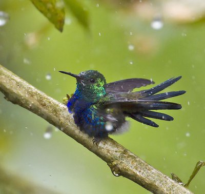 Violet-bellied Hummingbird