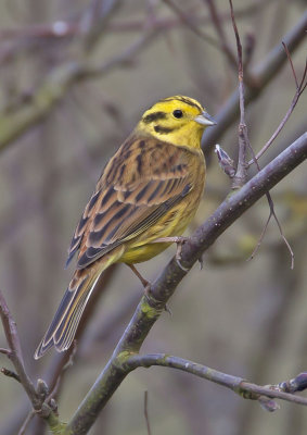 Yellowhammer