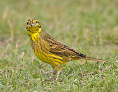 Yellowhammer