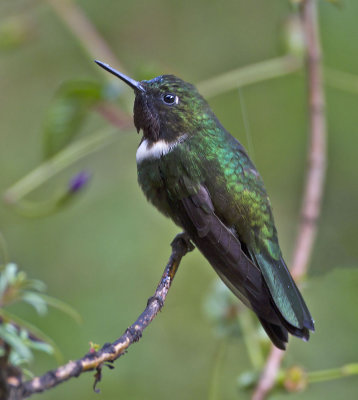 Amethyst-throated Sunangel