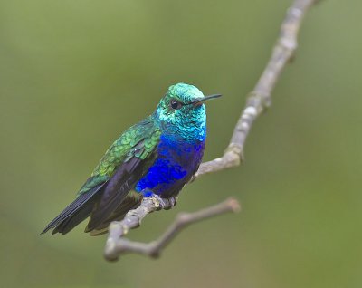 Violet-bellied Hummingbird