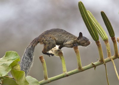 Guyaquil Squirrel