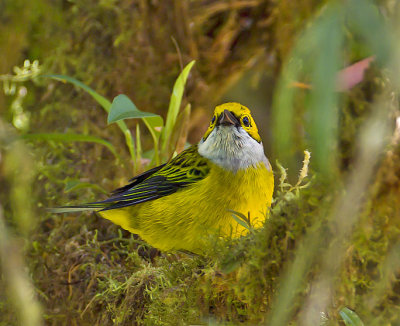 Silver-throated Tanager