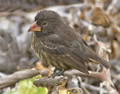 Sharp-beaked Finch (female)