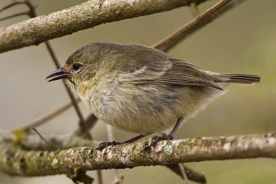 Grey Warbler Finch