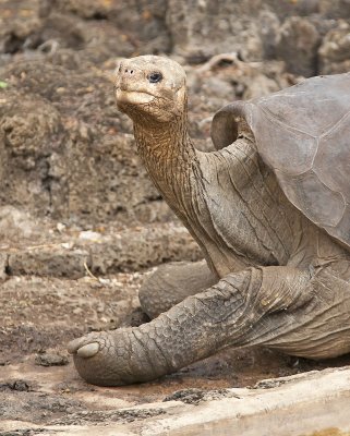 Galapagos Giant Tortoise - Lonesome George