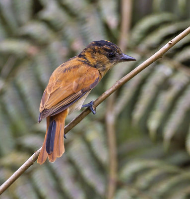 One-coloured Becard (juvenile)