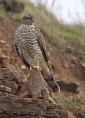 Sparrowhawk