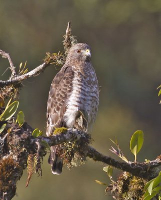 Broad-winged Hawk