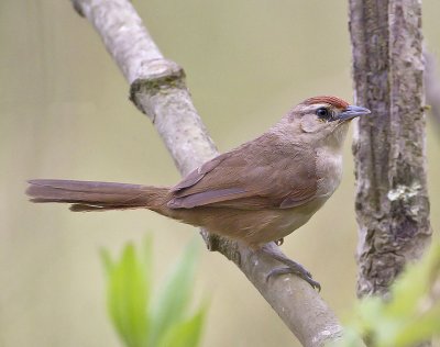 Rufous-fronted Thornbird (peruvianus)