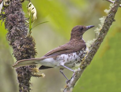 Maranon Thrush