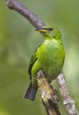Green Honeycreeper (female)
