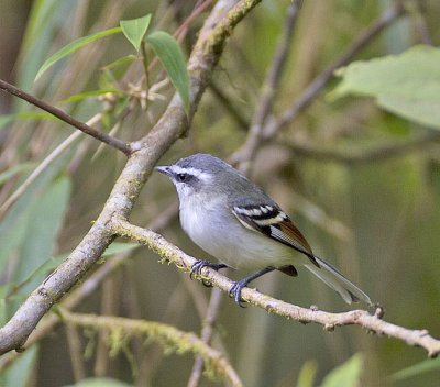 Rufous-winged Tyrannulet