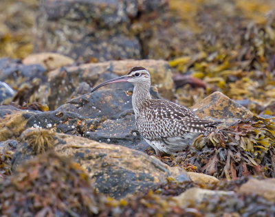 Whimbrel 