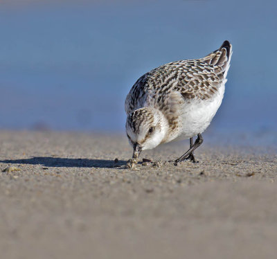 Sanderling 