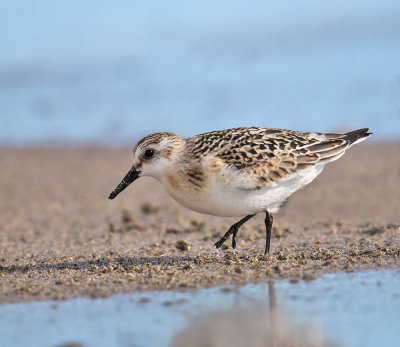 Sanderling