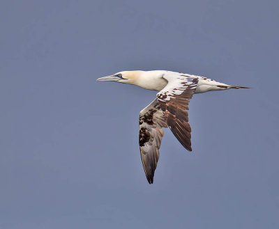 Gannet  (3rd year)