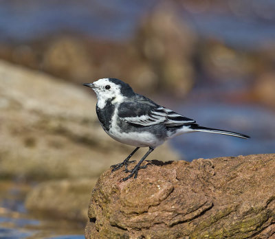 Pied Wagtail (male)