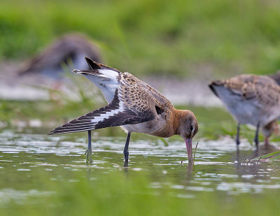 Black-tailed Godwit