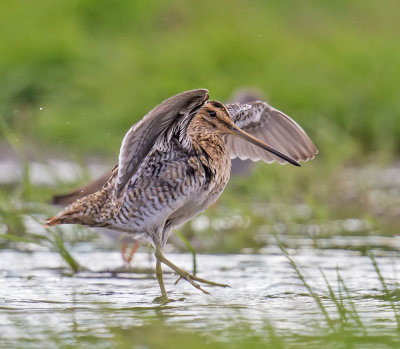 Common Snipe 