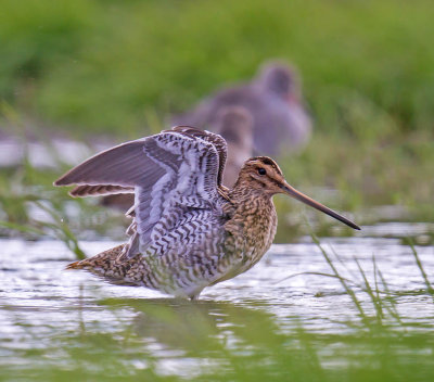 Common Snipe 