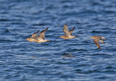 Bar-tailed Godwit 