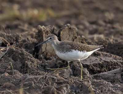 Green Sandpiper 
