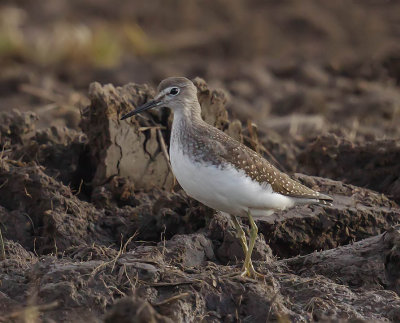 Green Sandpiper 