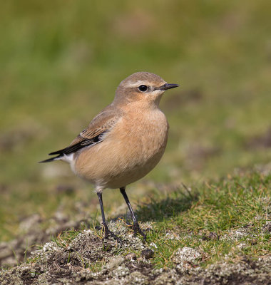 Wheatear 