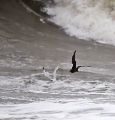 Arctic Skua pursuing a Sandwich Tern