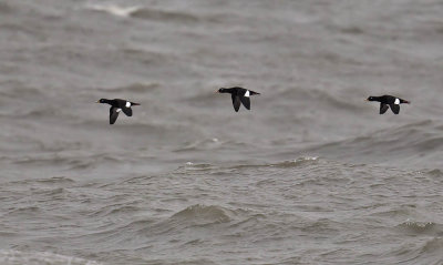 Velvet Scoter drakes