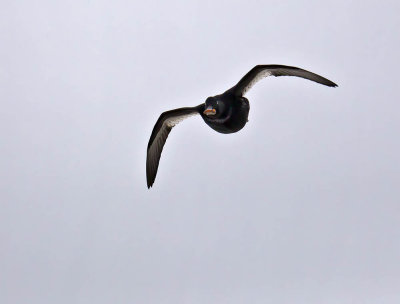 Velvet Scoter drake