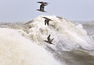 Gannet juveniles